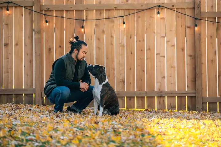 Canine Chris Dog Training — Home Service