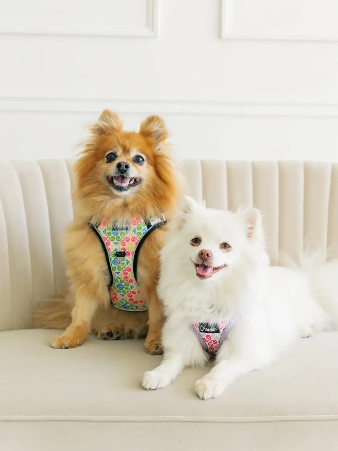 Chanier Posh Paw photo, Retail Shop