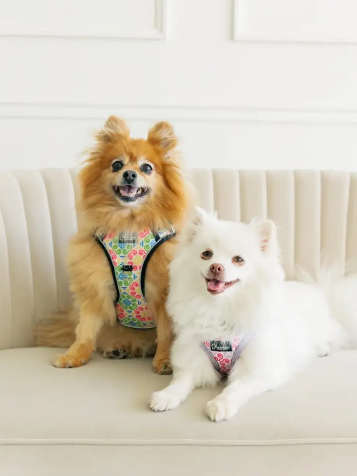 Chanier Posh Paw photo — Retail Shop