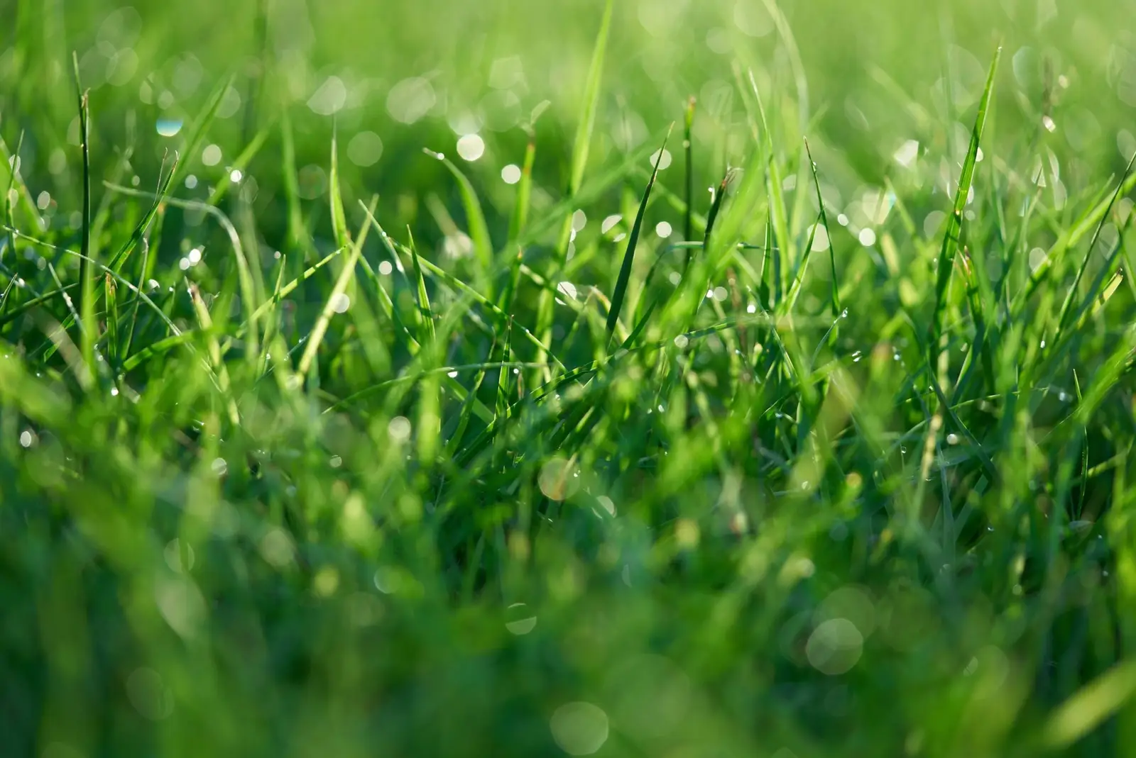 Dragonfly Lawn Care — Lawn Mowing Service photo, Home Service