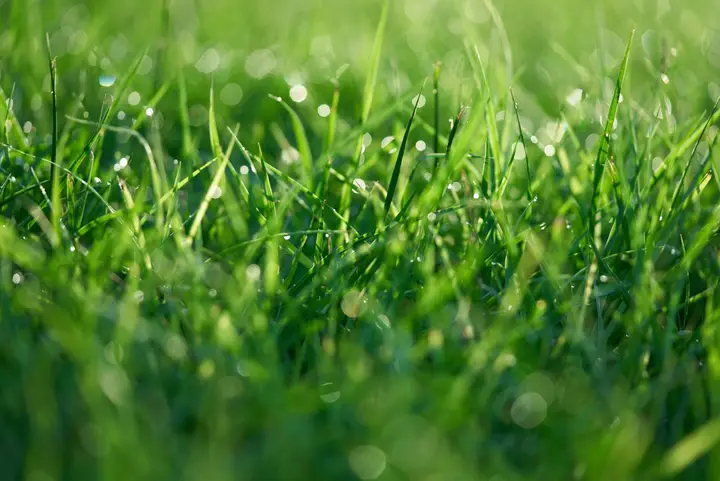 Dragonfly Lawn Care — Lawn Mowing Service photo — Home Service
