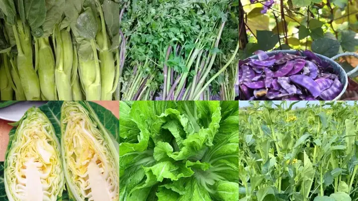 Garden Seeds photo — Grocery Store