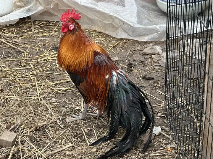 Hue Chee Farm photo — Grocery Store