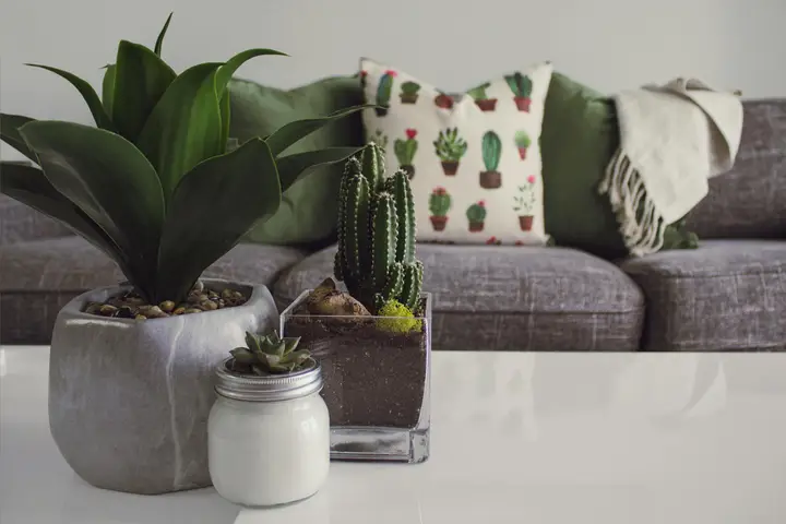 Mai Chee Vang — Real Estate Agent