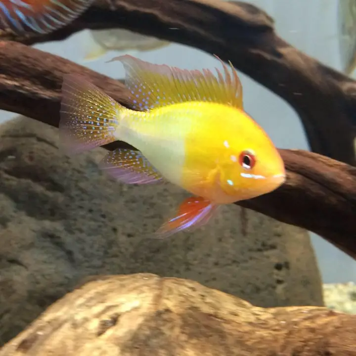Quality Aquatics Pet Shop photo — Retail Shop
