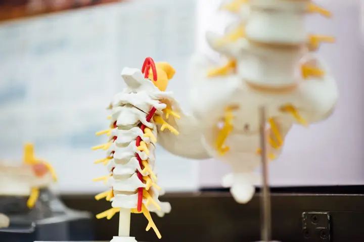 Spinal Health photo — Chiropractor